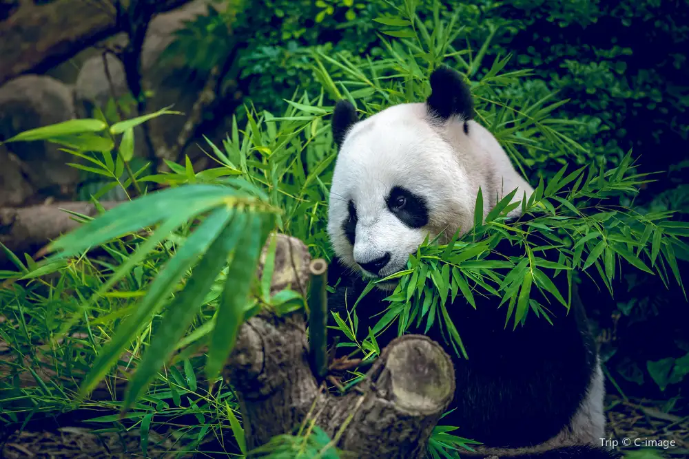 Chengdu travel photo 1